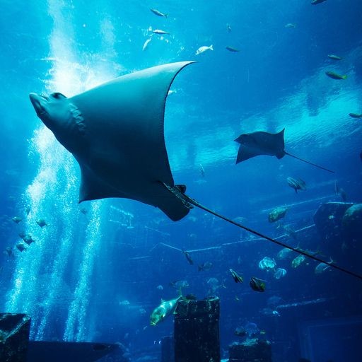 ОКЕАНАРИУМ в Дубай Молле